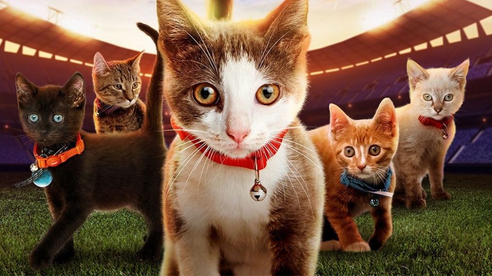 Meet the Cat-letes of Hallmark Channel's Kitten Bowl VII (PHOTOS)