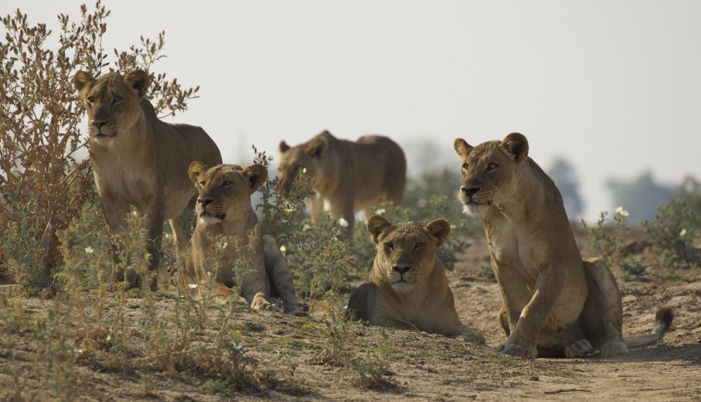 BIG CAT COUNTRY SMITHSONIAN LIONS