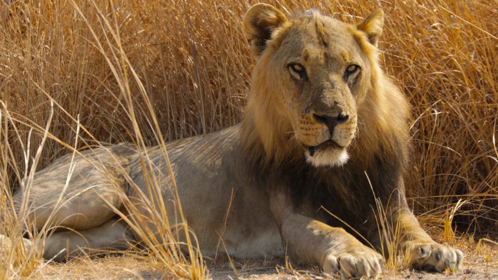 BIG CAT COUNTRY SMITHSONIAN LION