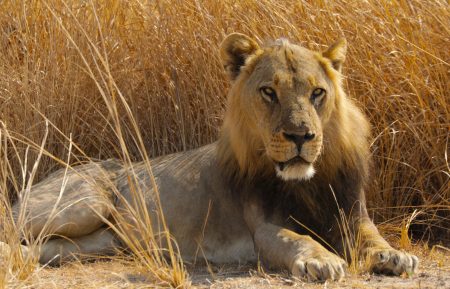 BIG CAT COUNTRY SMITHSONIAN LION