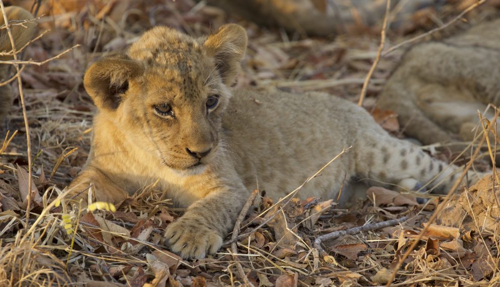 BIG CAT COUNTRY SMITHSONIAN LION CUB