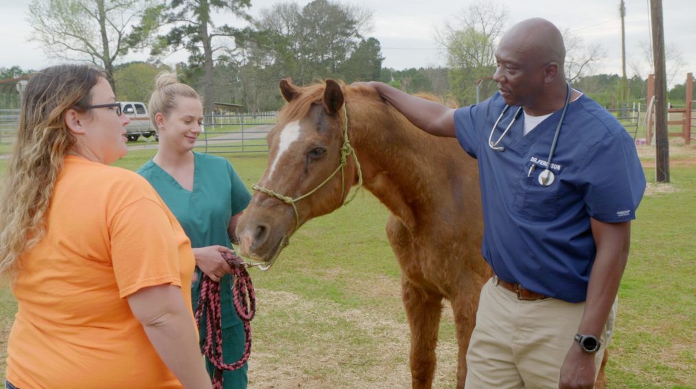 NAT GEO WILD CRITTER FIXERS COTRY VETS DR TERRENCE FERGUSON HORSE