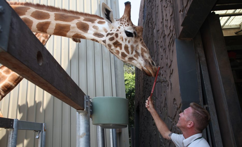 NAT GEO WILD SECRETS OF THE ZOO DOWN UNDER JIMMY SANDERS GIRAFFE