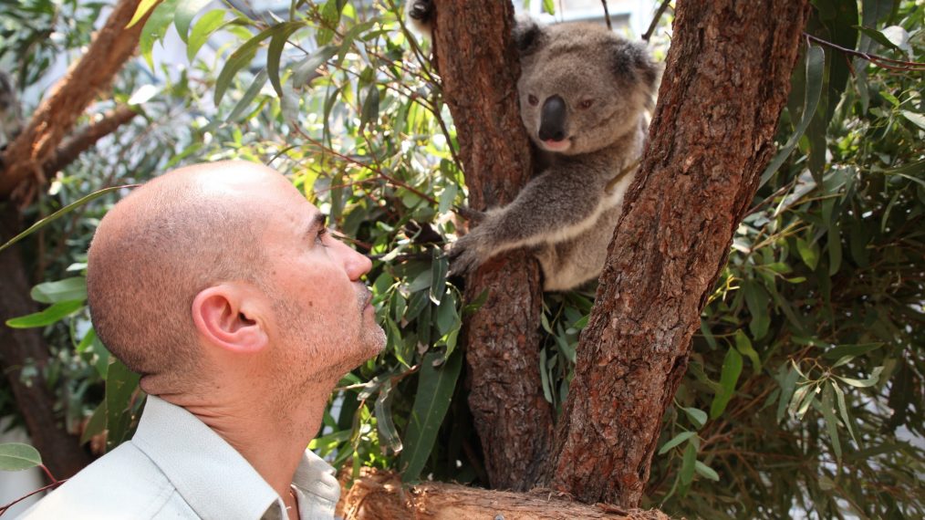 NAT GEOWILD SECRETS OF THEZOO DOWN UNDER NICK DE VOS RESCUED KOALA FROM BRUSHFIRES