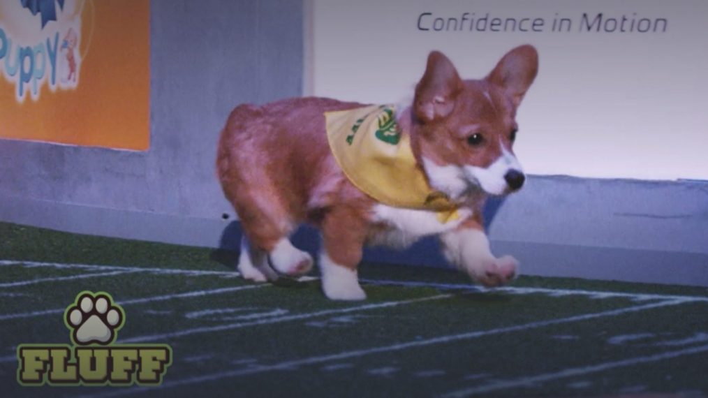 Puppy Bowl XV Animal Planet Streaming Hulu