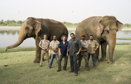 Jungle Animal Rescue