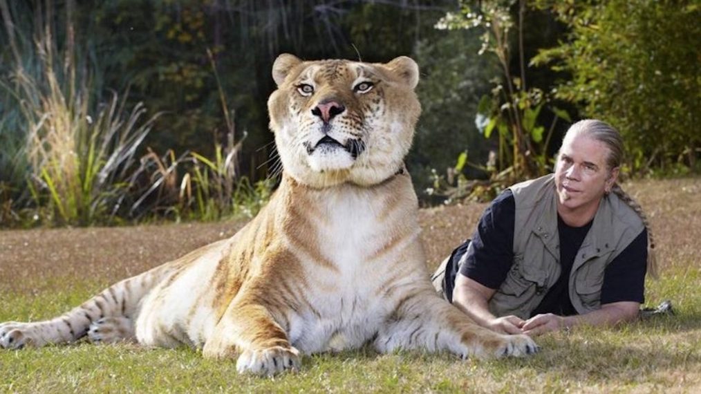 Where Are Joe Exotic, Carole Baskin & Other 'Tiger King' Subjects ...