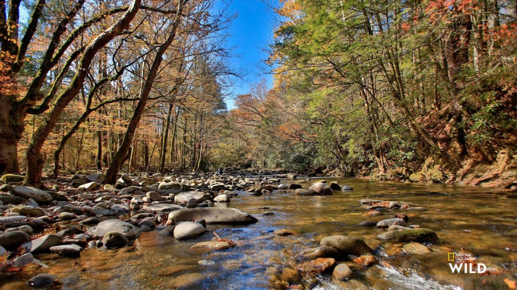 Nat Geo Wild Great Smoky Mountains