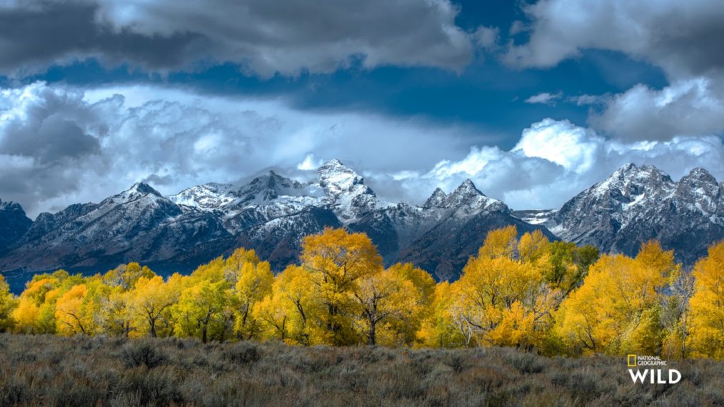 Yellowstone Nat Geo Wild