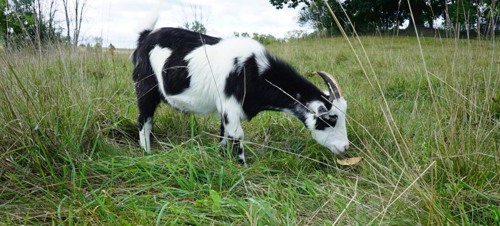 SAVED BY THE BARN GOAT