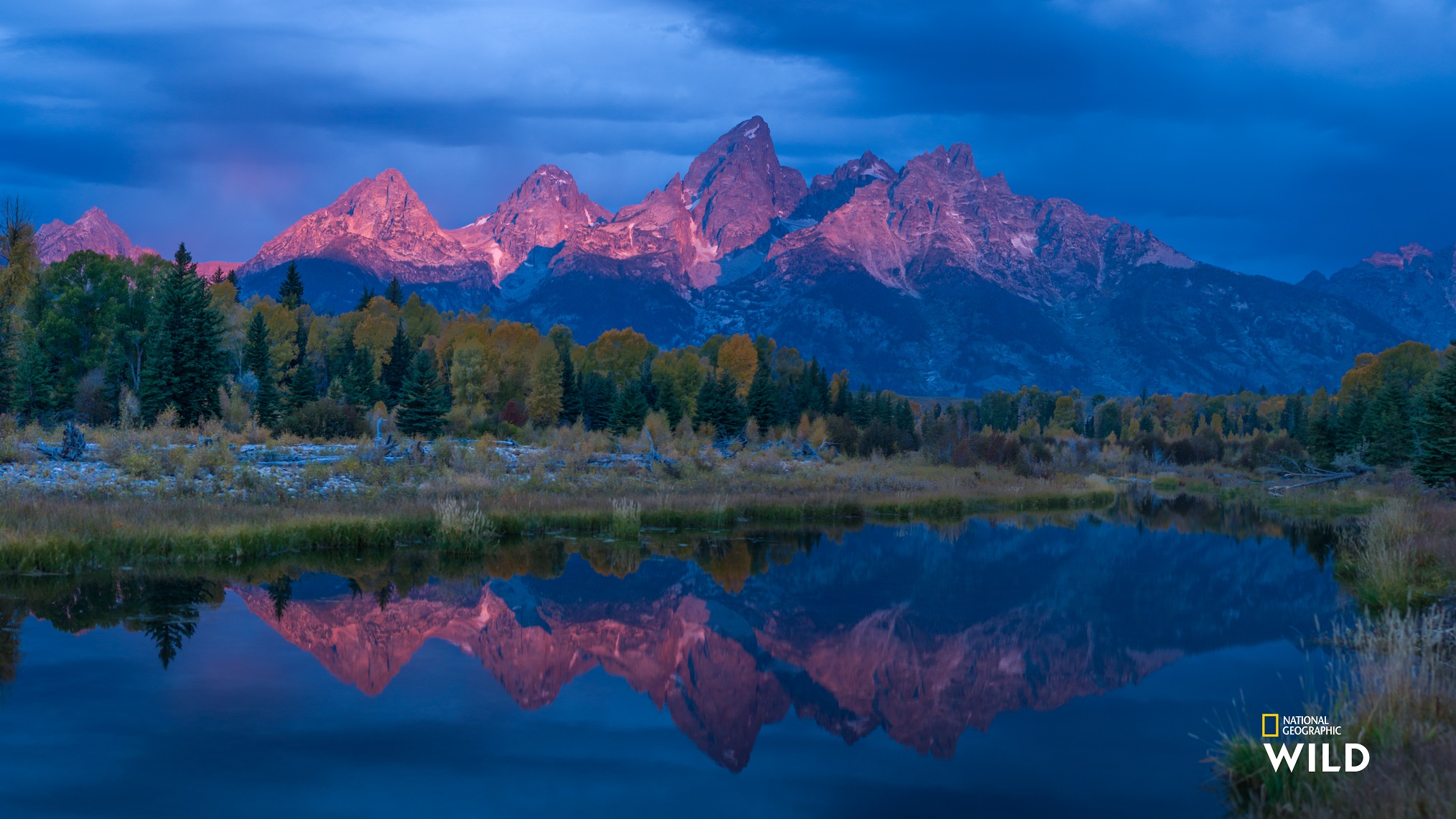 Nat Geo WILD Is Bringing Viewers Around the World With Special