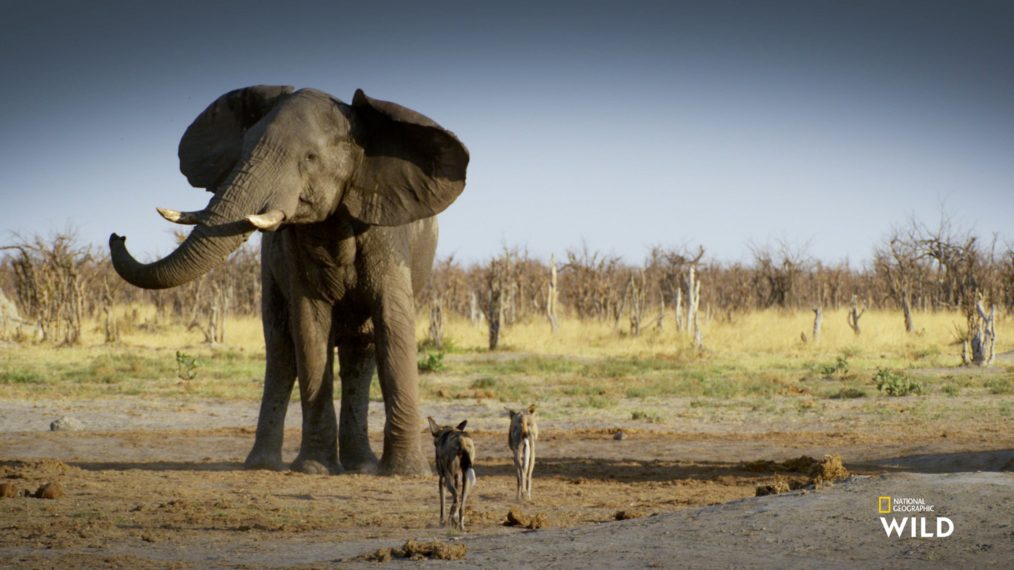 National Geographic elephants