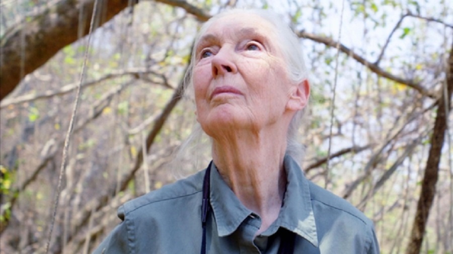 Jane Goodall outdoors in 'Jane Goodall: The Hope'