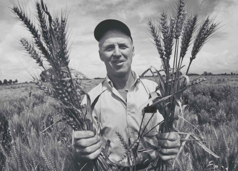 THE MAN WHO TRIED TO FEED THE WORLD NORMAN BORLAUG WHEAT IN HAND