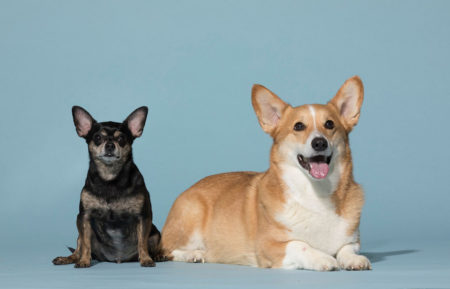 Sit Stay Dogs All Day Marathon Nat Geo WILD