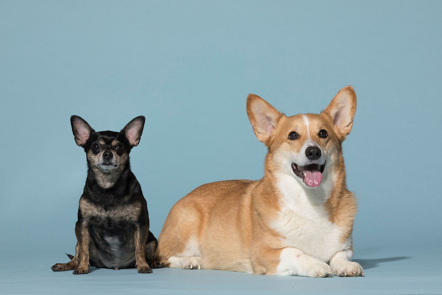 Sit Stay Dogs All Day Marathon Nat Geo WILD