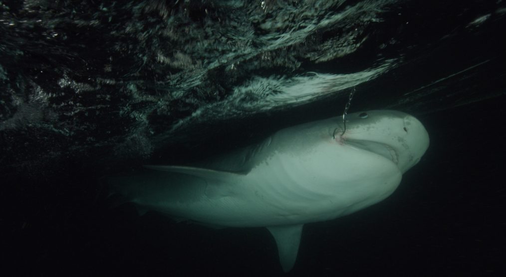 NGC Sharkfest Dolphins vs Sharks hooked tiger shark