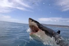 National Geographic's Complete 5-Week SharkFest 2020 Lineup