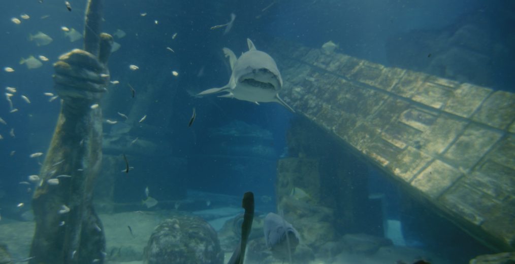 NGC Sharkfest Tropical Terror When Sharks Attack sand shark