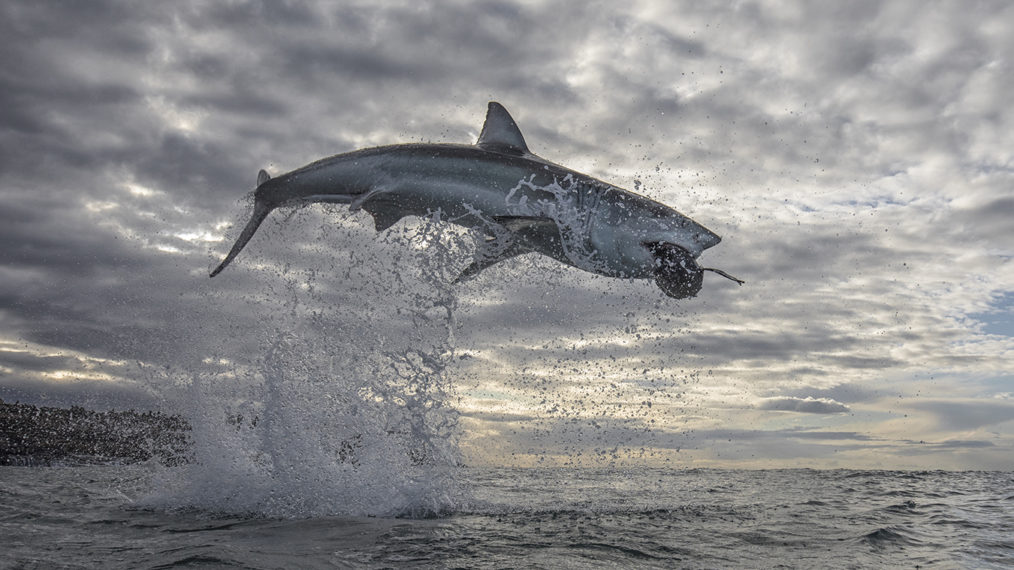 Watch Moment Huge Shark Jumps Onto Fishing Boat: 'We Were Lucky