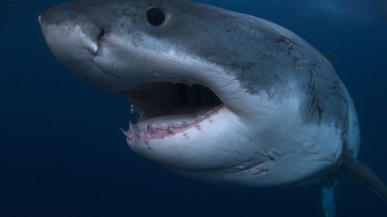 Shark Week - Discovery Channel
