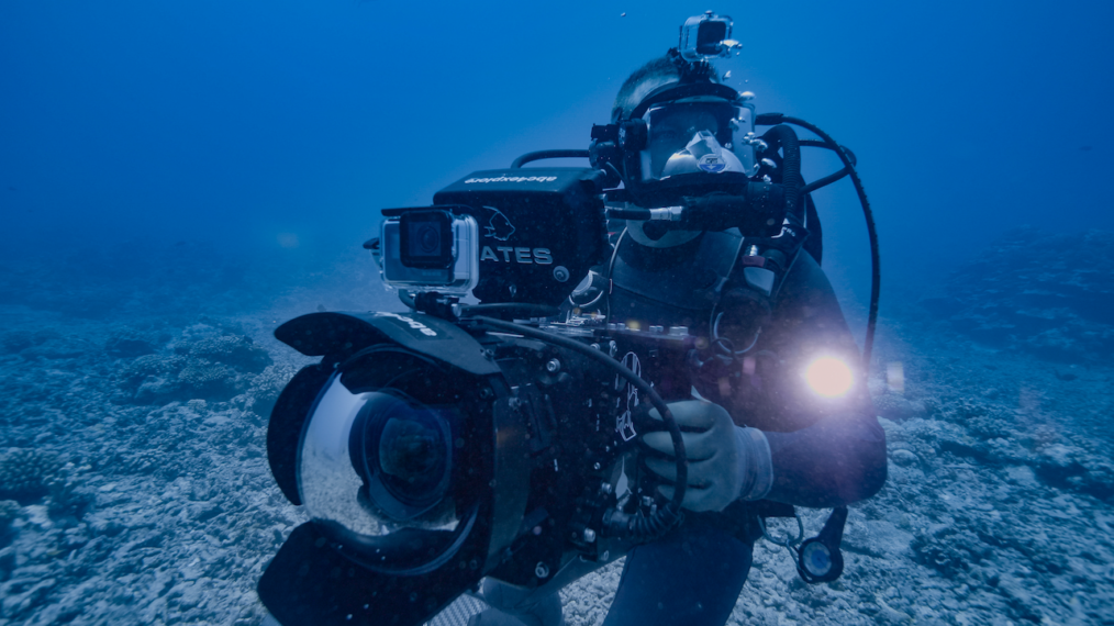 Nat Geo's SharkFest Captures a First: Teen Tigers Working in Tandem