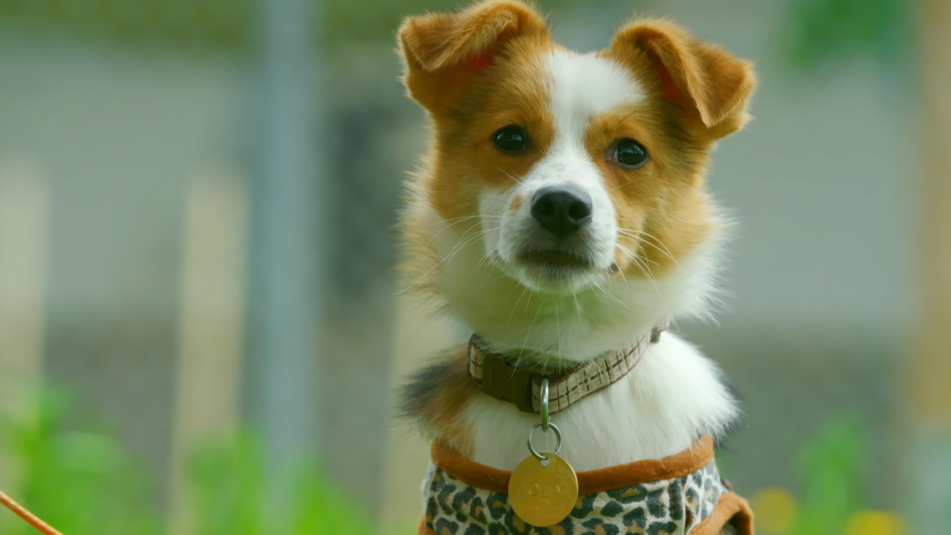 Paws What You're Doing & Watch the Trailer for 'The Dog House: UK' (VIDEO)