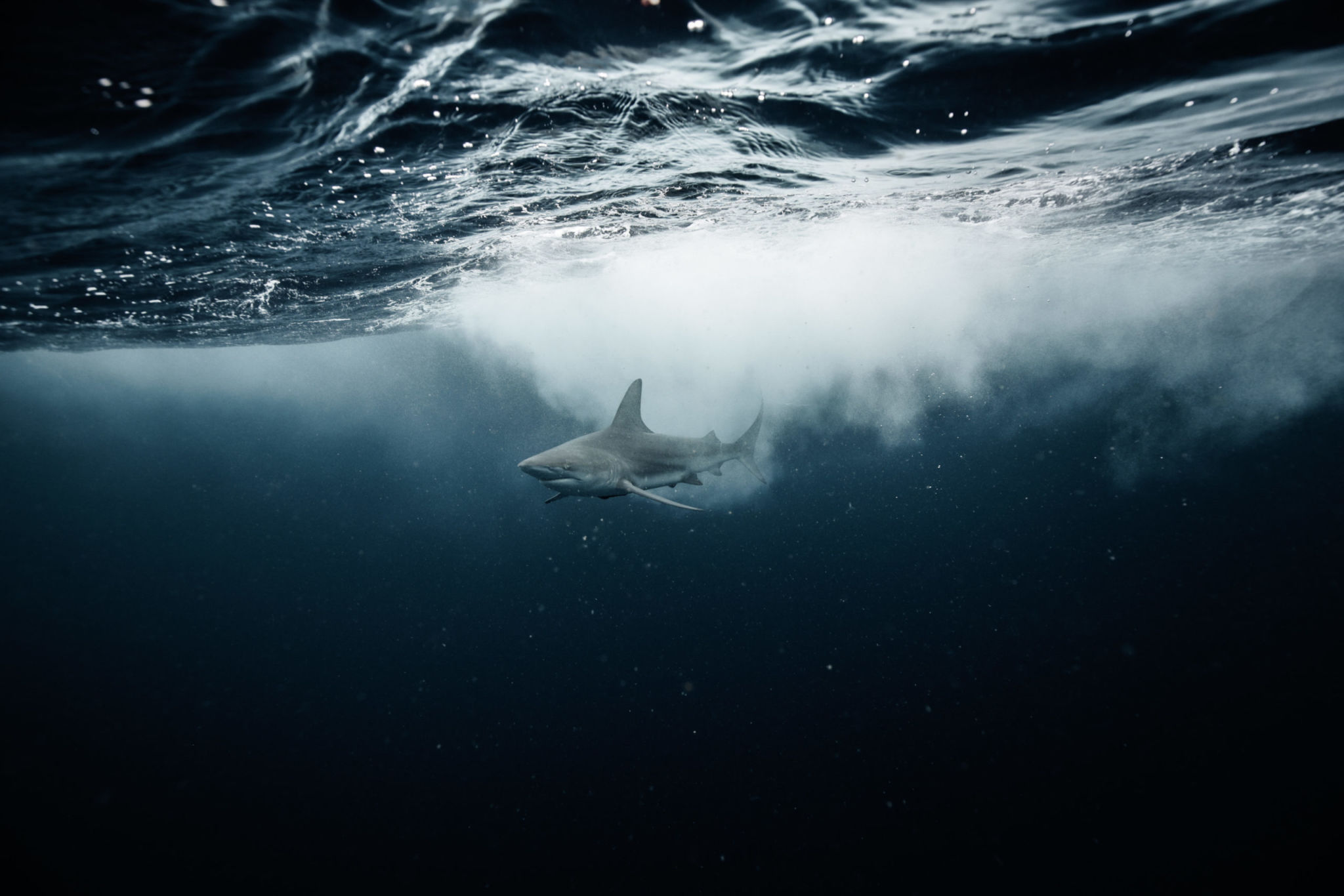 'Extinct or Alive's Forrest Galante Previews the Dives of His Shark