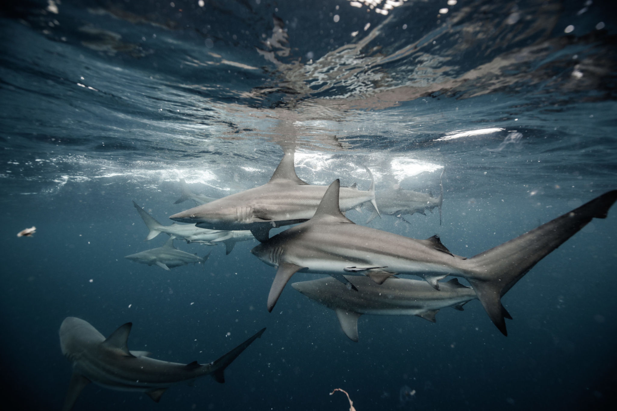 'Extinct or Alive's Forrest Galante Previews the Dives of His Shark