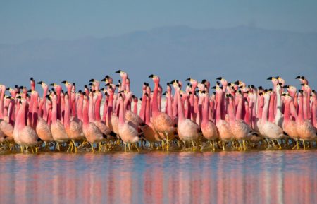 PLANET EARTH A CELEBRATION FLAMINGO