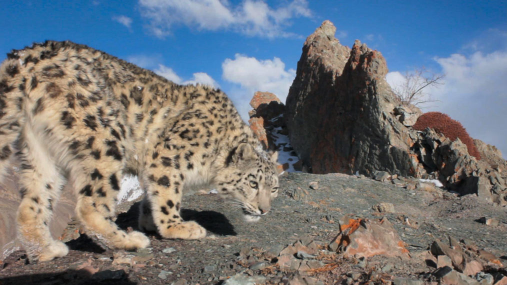 PLANET EARTH A CELEBRATION SNOW LEOPARD