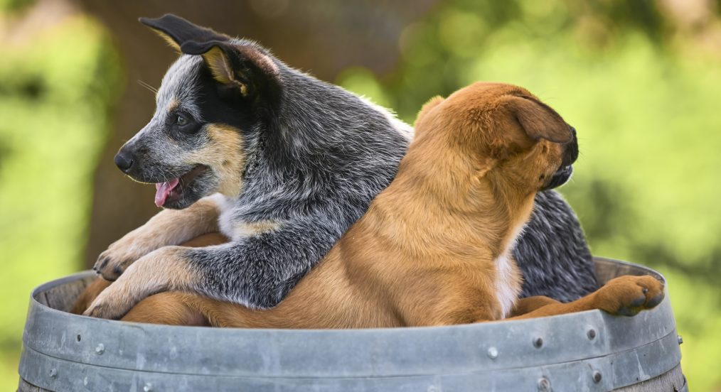 HALLMARK TAILS OF JOY 2 PUPPIES