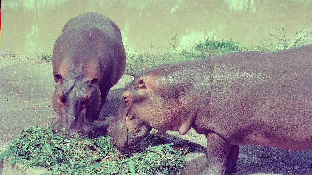 HUNT FOR ESCOBARS HIPPOS EATING