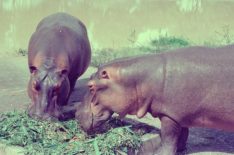 'The Hunt for Escobar's Hippos': How the Exotic Pets Threaten Colombia's Wildlife (VIDEO)