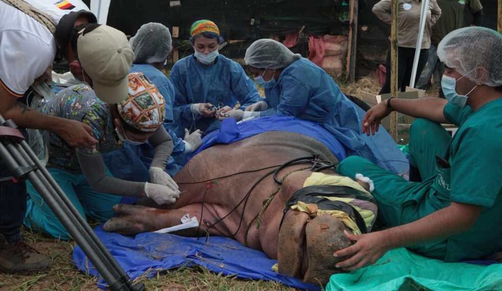 HUNT FOR ESCOBARS HIPPOS DR GINA SERNA LEADS SURGERY