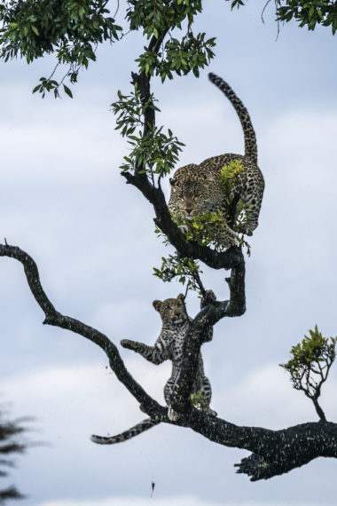 Toto Fig Tree Jade Eyed Leopard