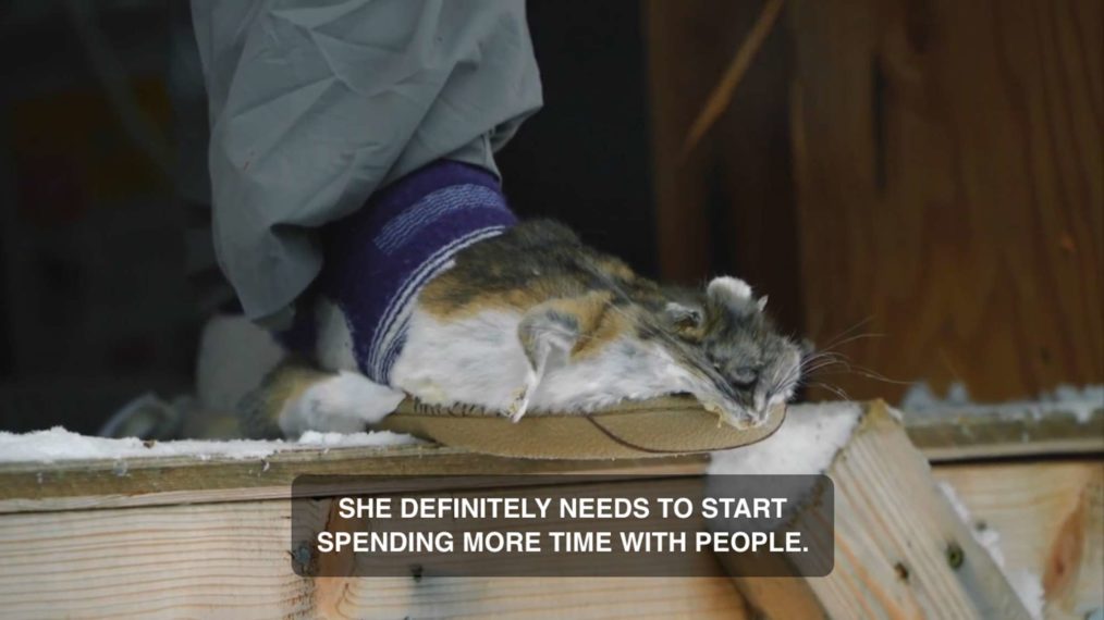 Alaskan Bush People Birdy rat slippers