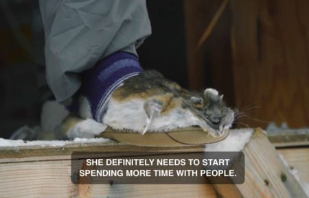 Alaskan Bush People Birdy rat slippers