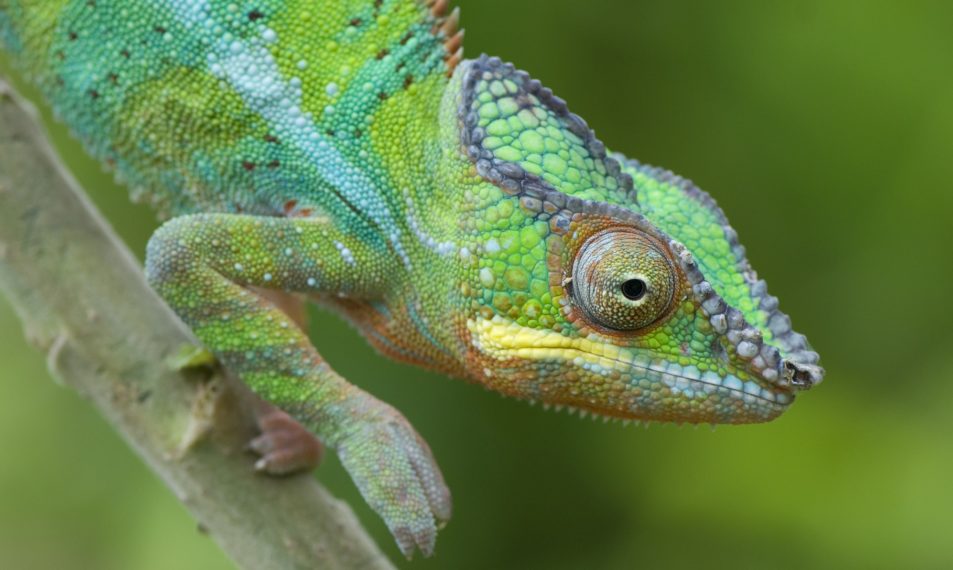 ISLANDS OF WONDER MADAGASCAR CHAMELEON