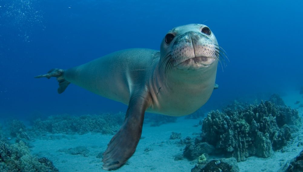 ISLANDS OF WONDER HAWAIIAN MONK SEAL