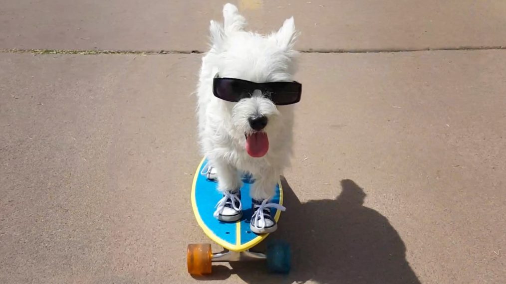 WORLDS FUNNIEST ANIMALS WHITE DOG SKATEBOARD