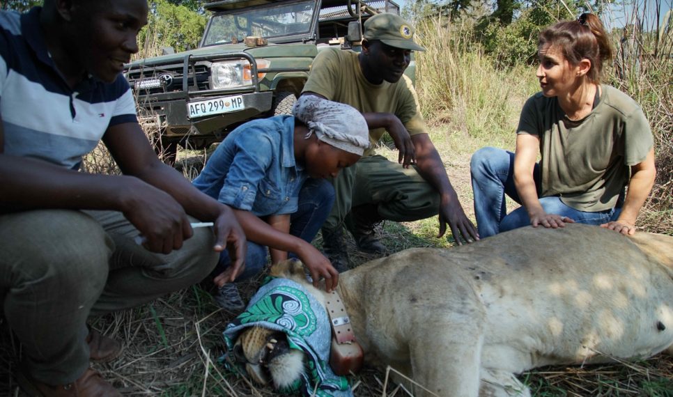 AGE OF NATURE GOROGOSA LION PROJECT