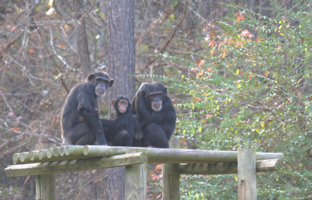 Meet the Chimps Disney+