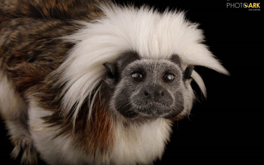 PHOTO ARK NATIONAL GEOGRAPHIC TAMARIN