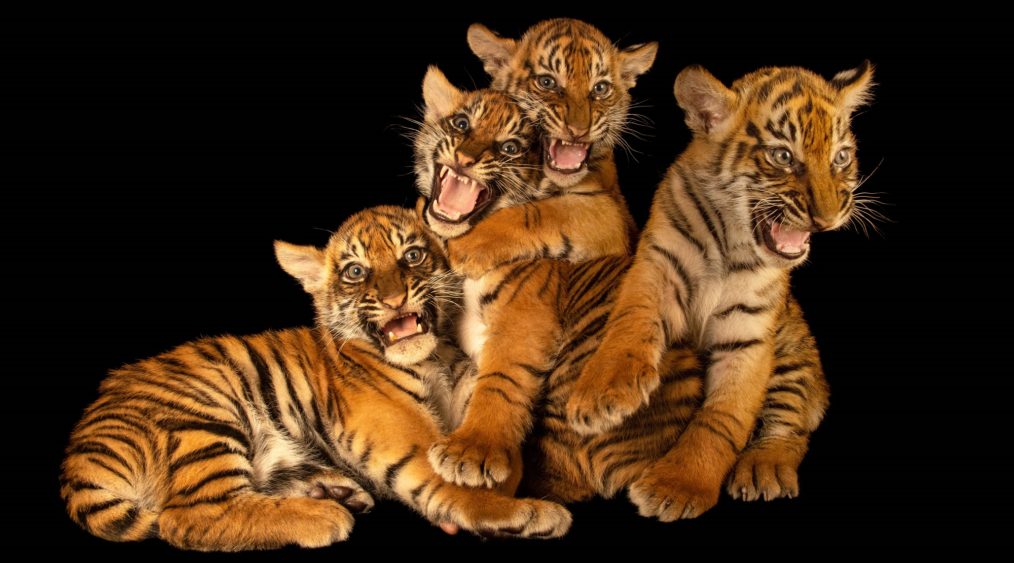 PHOTO ARK NATIOALGEOGRAPHIC TIGER CUBS