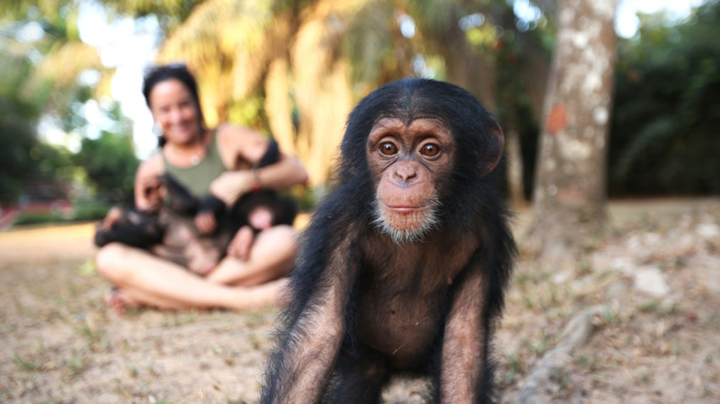 #’Baby Chimp Rescue’: Meet the Unusual Family Behind the ‘Joyous’ BBC Series