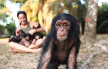 Baby chimp rescue