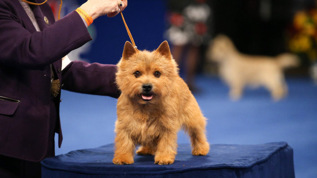 Die Nationale Hundeausstellung 2020 Norwich Terrier