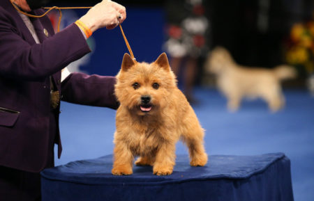 The National Dog Show 2020 Norwich Terrier