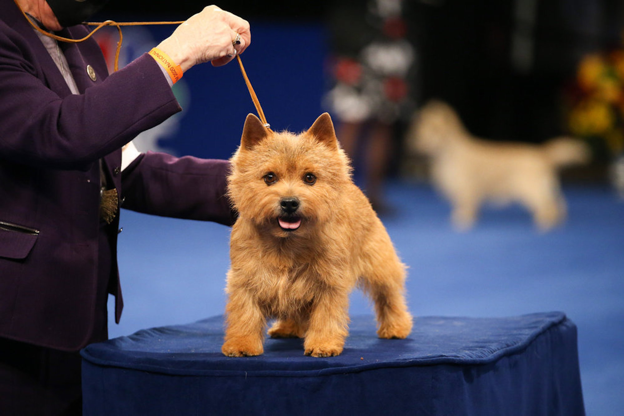 the national dog show
